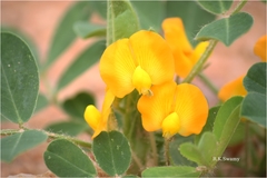Arachis hypogaea